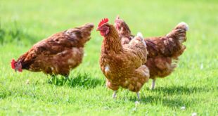 Cage free hens