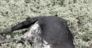 Cows killed in Amudat